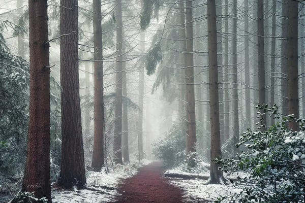 Martin Podt: Red Carpet by Martin Podt