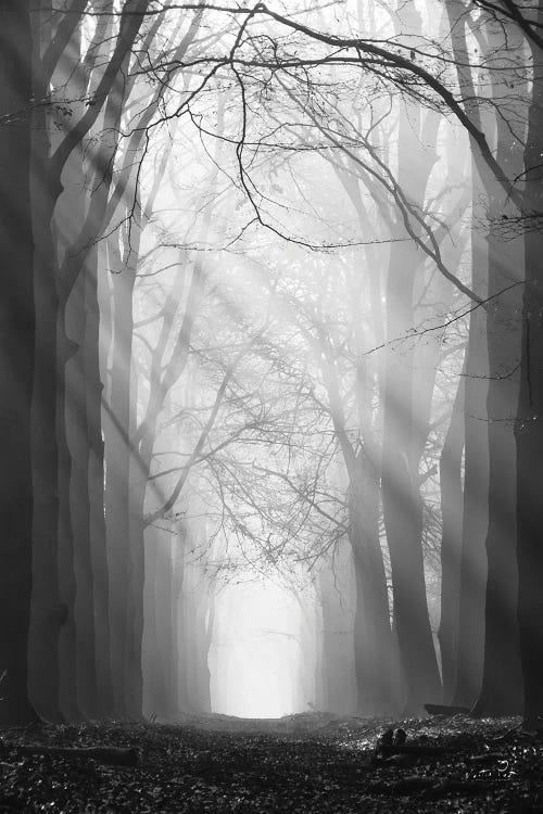 Sunray Path by Martin Podt wall art