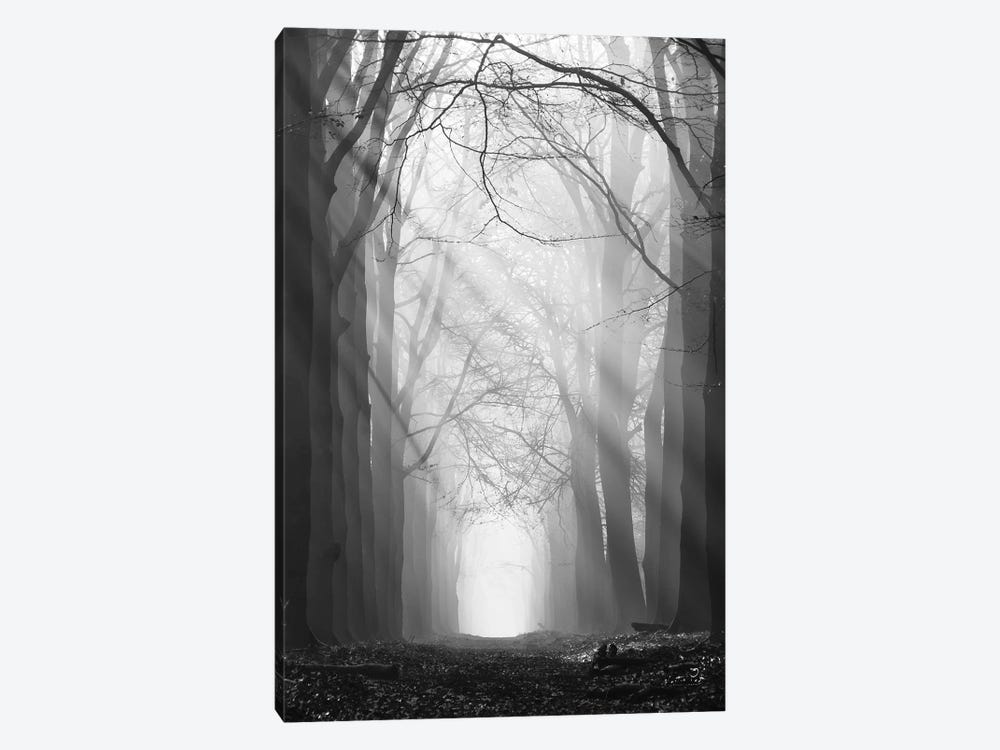 Sunray Path by Martin Podt 1-piece Canvas Wall Art