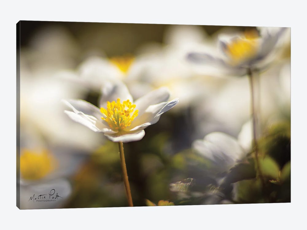 Anemone Up Close by Martin Podt 1-piece Canvas Wall Art