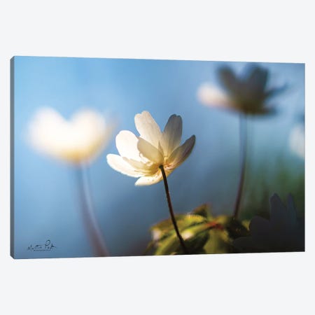 Anemones in Blue Canvas Print #MPO4} by Martin Podt Canvas Art