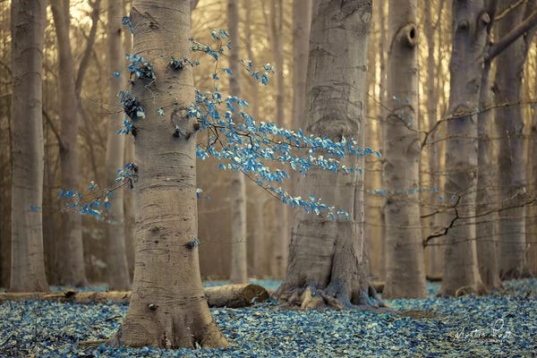 Martin Podt: Winter Blues by Martin Podt