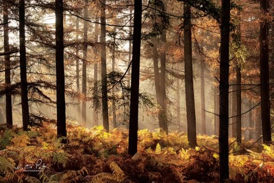 Fern Forest by Martin Podt framed canvas print
