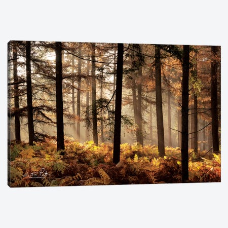 Fern Forest Canvas Print #MPO56} by Martin Podt Canvas Artwork