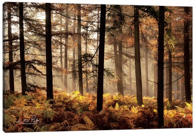 Fern Forest Canvas Art Print - Ferns