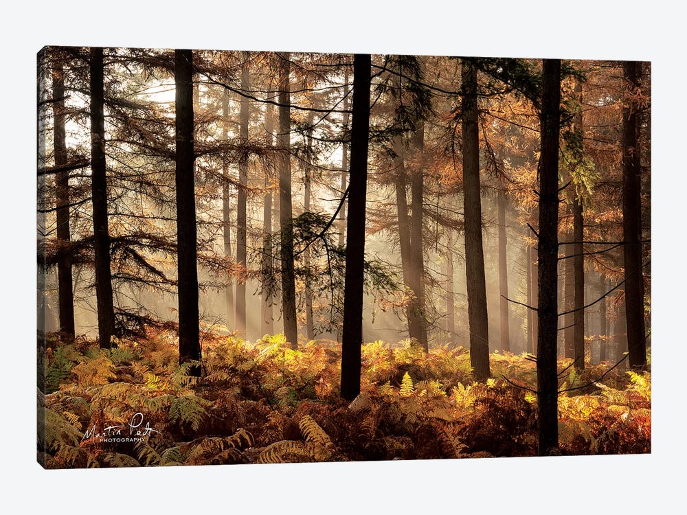 Fern Forest by Martin Podt 1-piece Canvas Art