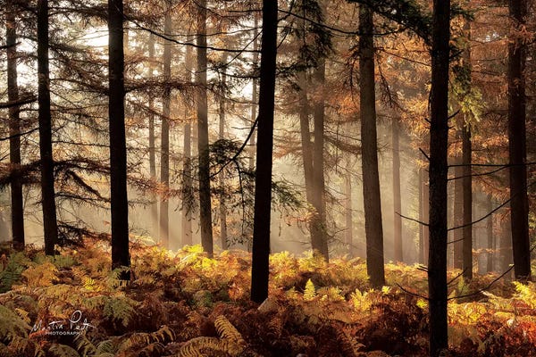 Ferns: Fern Forest by Martin Podt