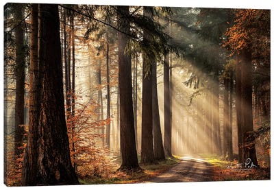 Fresh Autumn Light Canvas Art Print - Scenic & Nature Photography