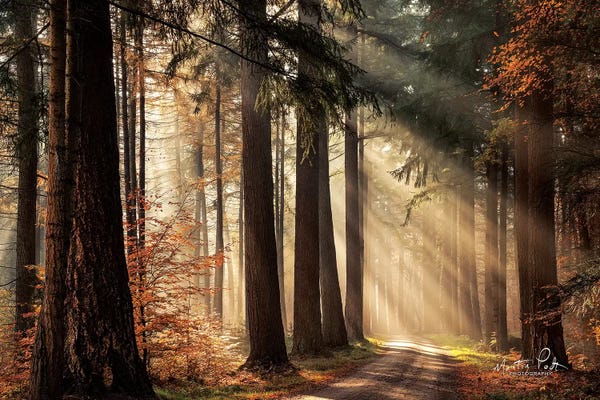 Large Photography - Canvas Prints: Fresh Autumn Light by Martin Podt