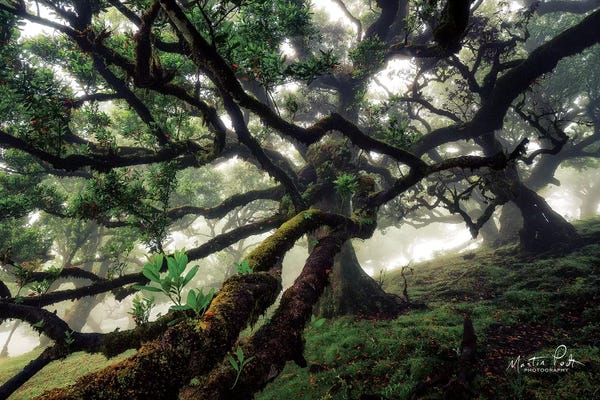 Beech Trees: Tentacles by Martin Podt