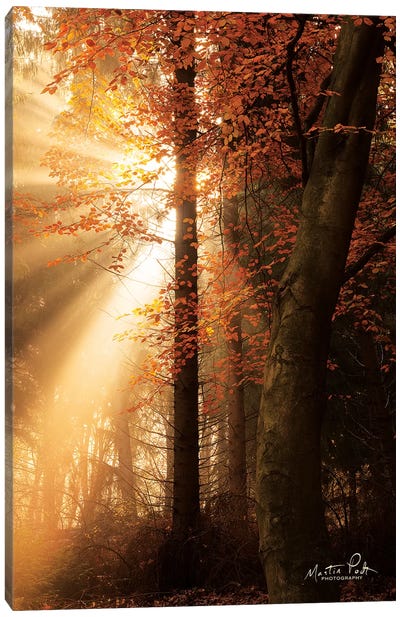 The Best of Autumn Canvas Art Print - Maple Tree Art