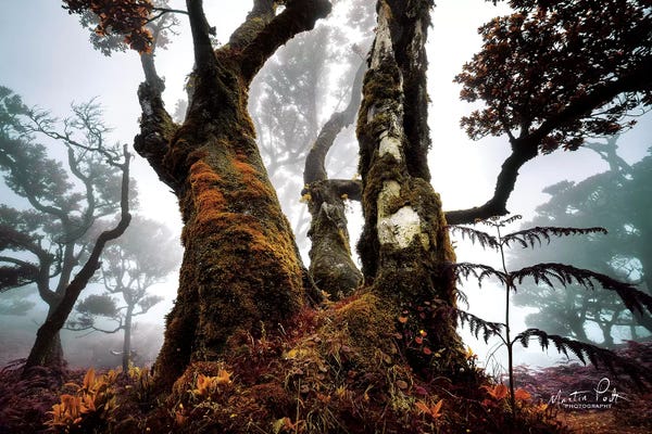 Beech Trees: The Dark King by Martin Podt