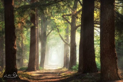 Fresh Green Forest by Martin Podt canvas print