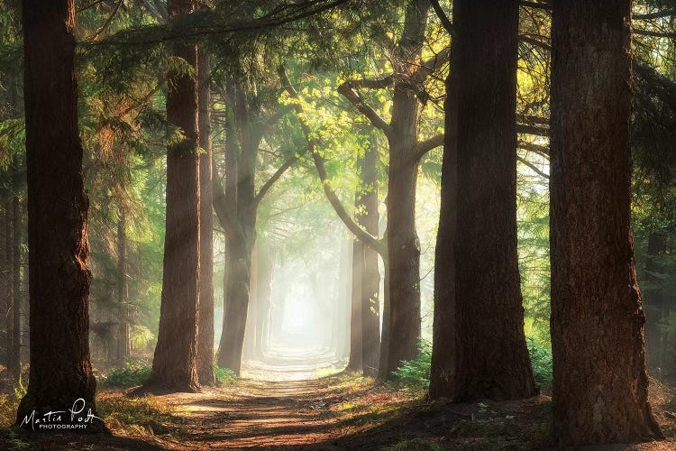 Fresh Green Forest by Martin Podt wall art