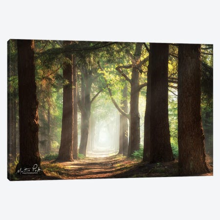 Fresh Green Forest Canvas Print #MPO72} by Martin Podt Canvas Art Print