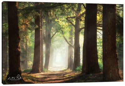 Fresh Green Forest Canvas Art Print - Martin Podt