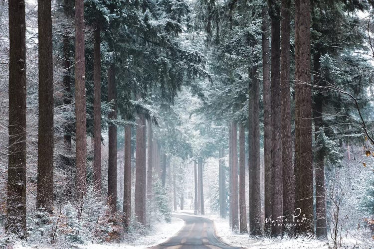 Pines in Winter Dress by Martin Podt wall art