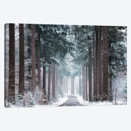 Pines in Winter Dress Canvas Print #MPO78} by Martin Podt Art Print