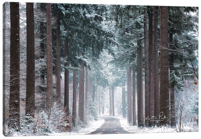 Pines in Winter Dress Canvas Art Print - Martin Podt