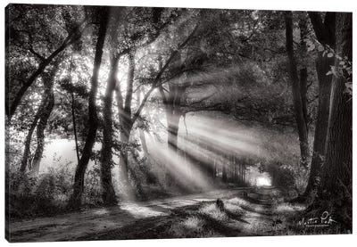 Black and White Rays Canvas Art Print