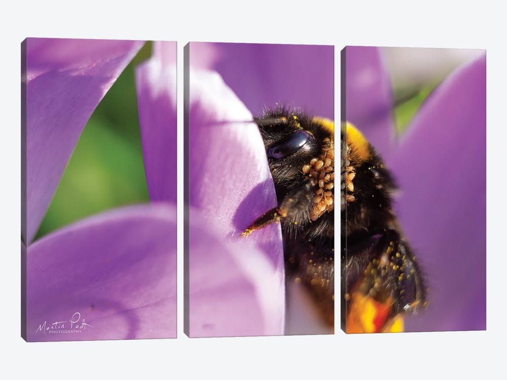 Bee II by Martin Podt 3-piece Canvas Wall Art