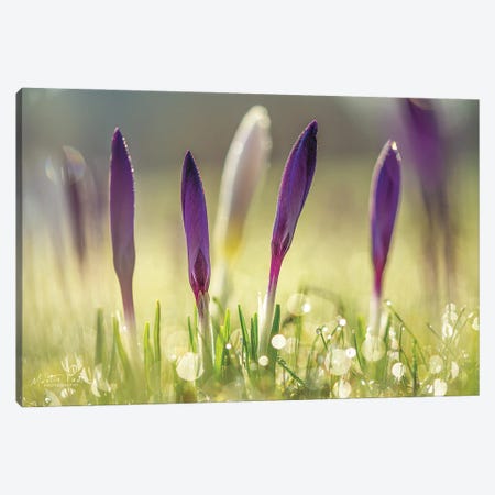 Four in a Row Canvas Print #MPO95} by Martin Podt Canvas Wall Art