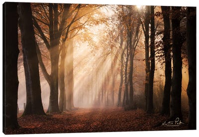 Look for the Light in All Things Canvas Art Print - Martin Podt