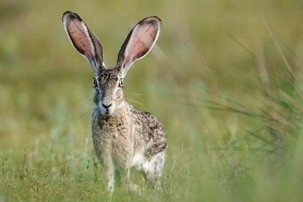 Black-tailed jackrabbit, Lepus californicus, Welder Flats, Texas