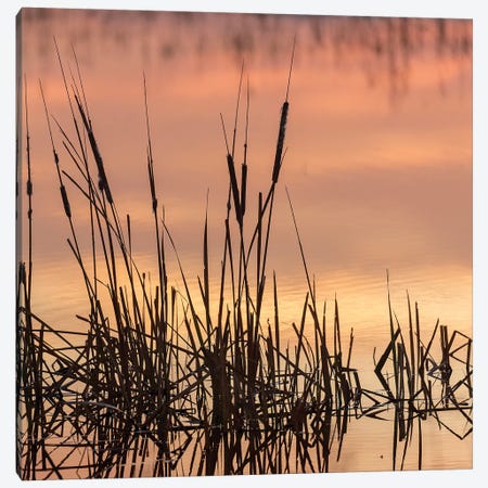 Cattails at sunrise, Bosque del Apache National Wildlife Refuge, New Mexico Canvas Print #MPR12} by Maresa Pryor Canvas Artwork