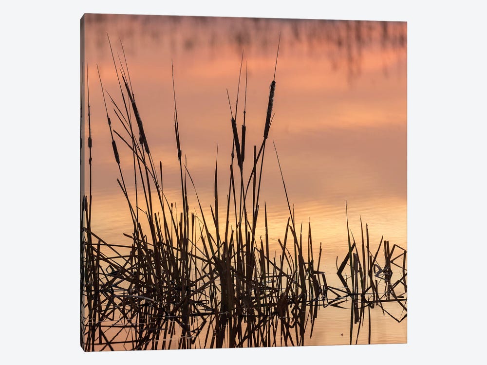 Cattails at sunrise, Bosque del Apache National Wildlife Refuge, New Mexico by Maresa Pryor 1-piece Canvas Artwork