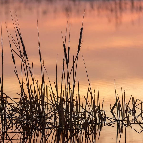 New Mexico: Cattails at sunrise, Bosque del Apache National Wildlife Refuge, New Mexico by Maresa Pryor