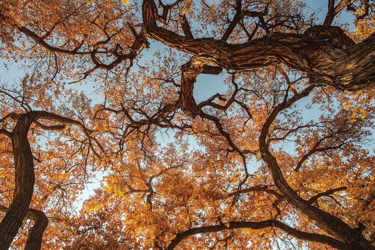 Cottonwood trees in fall foliage, Rio Grande Nature Park, Albuquerque, New Mexico
