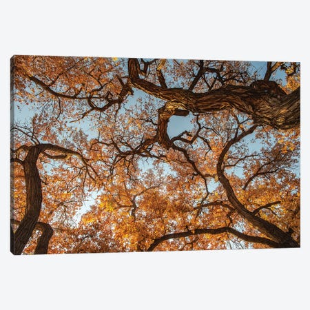 Cottonwood trees in fall foliage, Rio Grande Nature Park, Albuquerque, New Mexico Canvas Print #MPR13} by Maresa Pryor Canvas Artwork