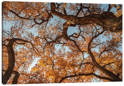 Cottonwood trees in fall foliage, Rio Grande Nature Park, Albuquerque, New Mexico Canvas Art Print