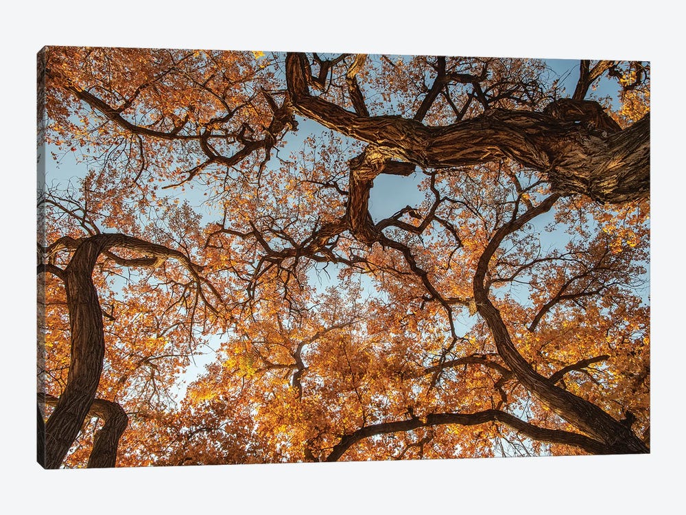 Cottonwood trees in fall foliage, Rio Grande Nature Park, Albuquerque, New Mexico 1-piece Art Print