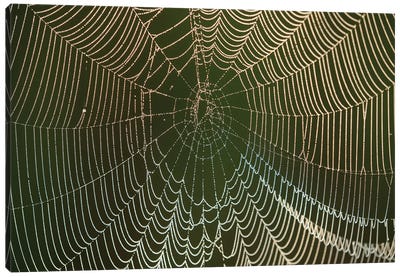 Morning dew on a spider web, Cameron Prairie National Wildlife Refuge, Louisiana Canvas Art Print - Spider Web Art