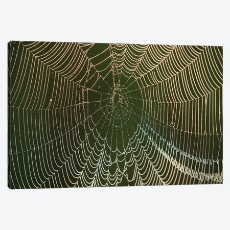 Morning dew on a spider web, Cameron Prairie National Wildlife Refuge, Louisiana Canvas Print #MPR15} by Maresa Pryor Art Print