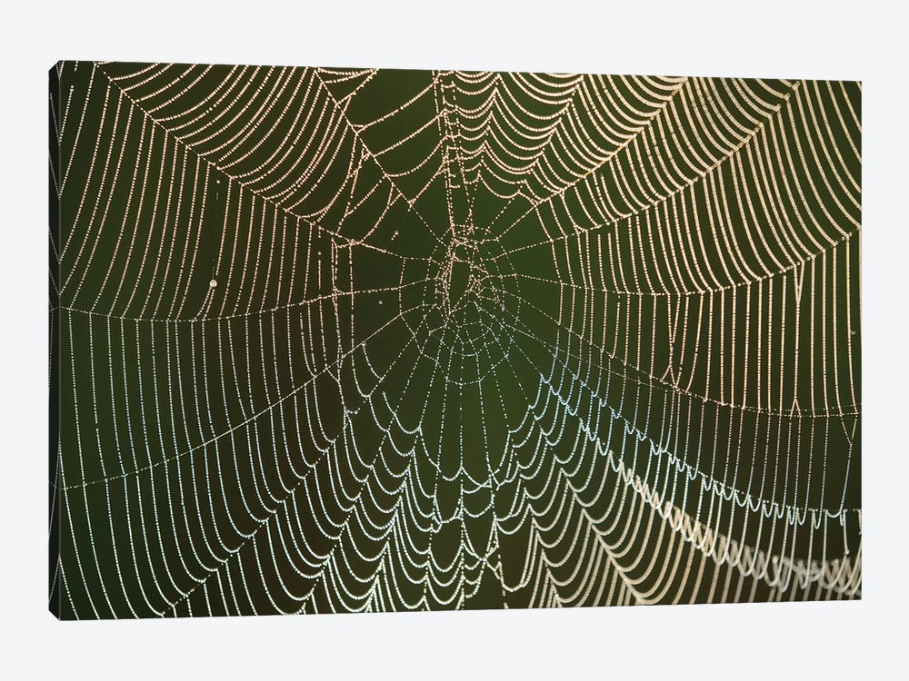 Morning dew on a spider web, Cameron Prairie National Wildlife Refuge, Louisiana by Maresa Pryor 1-piece Canvas Art Print