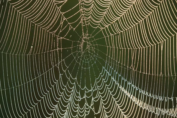 Spider Webs: Morning Dew On A Spider Web I, Cameron Prairie National Wildlife Refuge, Louisiana by Maresa Pryor