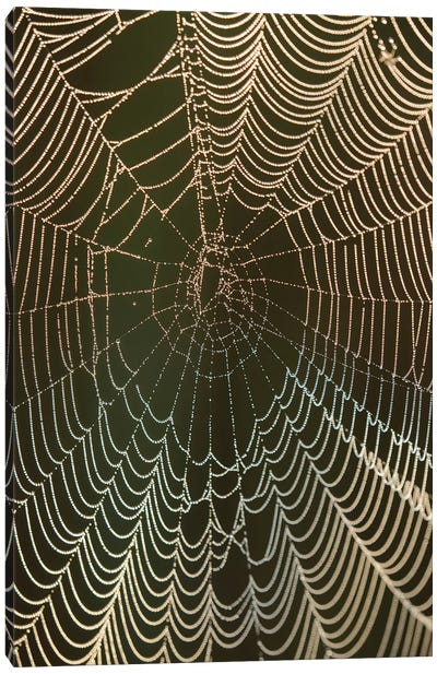 Morning dew on a spider web, Cameron Prairie National Wildlife Refuge, Louisiana Canvas Art Print - Abstracts in Nature
