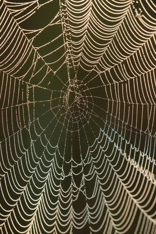 Morning dew on a spider web, Cameron Prairie National Wildlife Refuge, Louisiana