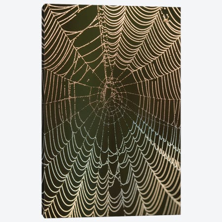 Morning dew on a spider web, Cameron Prairie National Wildlife Refuge, Louisiana Canvas Print #MPR16} by Maresa Pryor Canvas Print