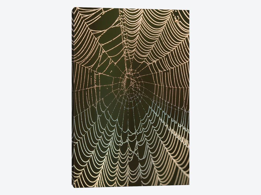 Morning dew on a spider web, Cameron Prairie National Wildlife Refuge, Louisiana by Maresa Pryor 1-piece Canvas Artwork