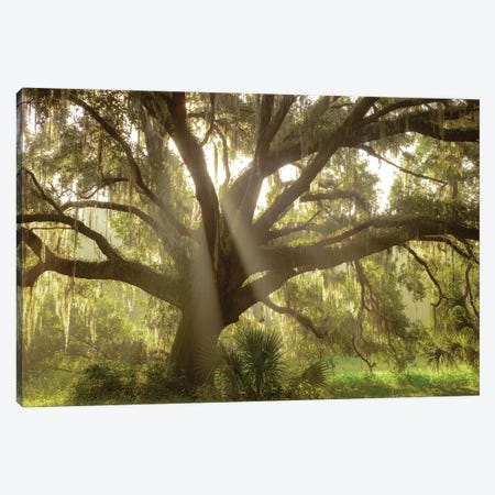 Beautiful Southern Live Oak Tree, Florida Canvas Print #MPR2} by Maresa Pryor Canvas Art Print