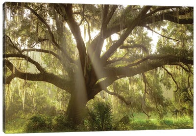 Beautiful Southern Live Oak tree, Flordia Canvas Art Print - Oak Trees
