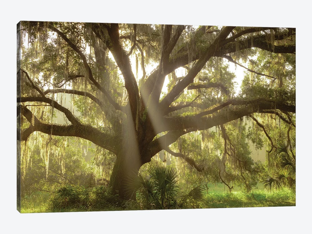 Beautiful Southern Live Oak Tree, Florida by Maresa Pryor 1-piece Canvas Print
