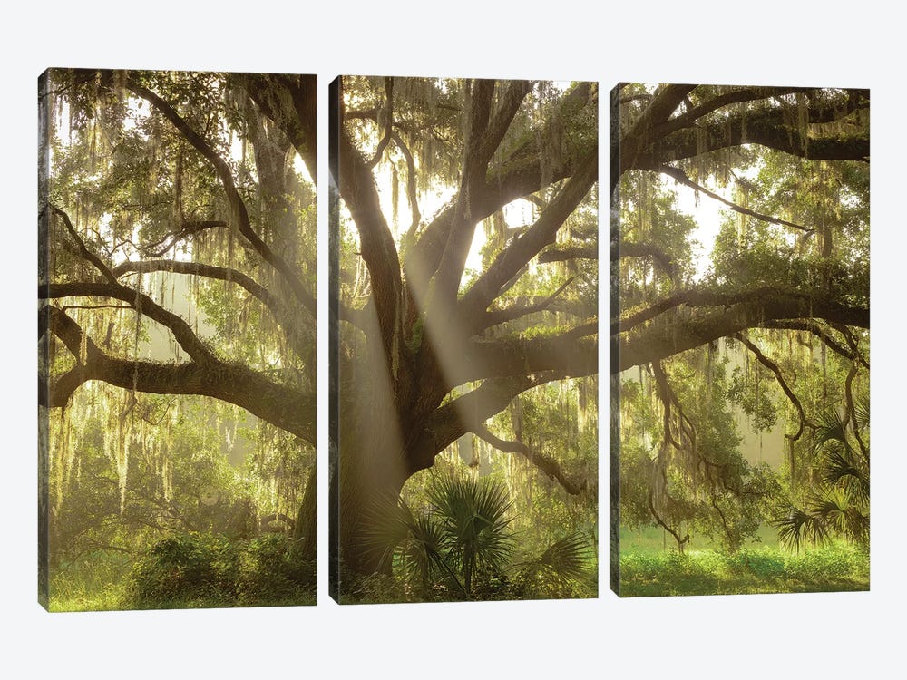 Beautiful Southern Live Oak Tree, Florida by Maresa Pryor 3-piece Art Print