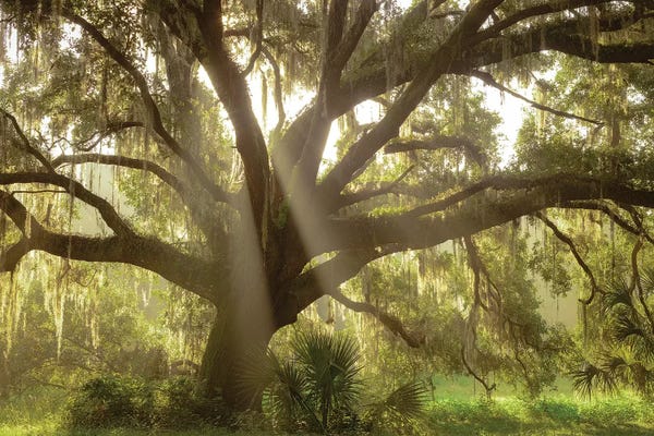 Tree Close-Ups: Beautiful Southern Live Oak Tree, Florida by Maresa Pryor