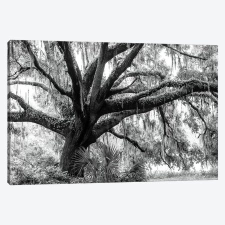 Beautiful Southern Live Oak Tree, Florida  Canvas Print #MPR3} by Maresa Pryor Canvas Art Print