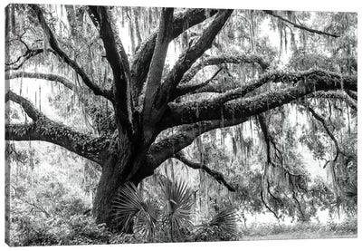 Beautiful Southern Live Oak tree, Flordia  Canvas Art Print - Oak Trees